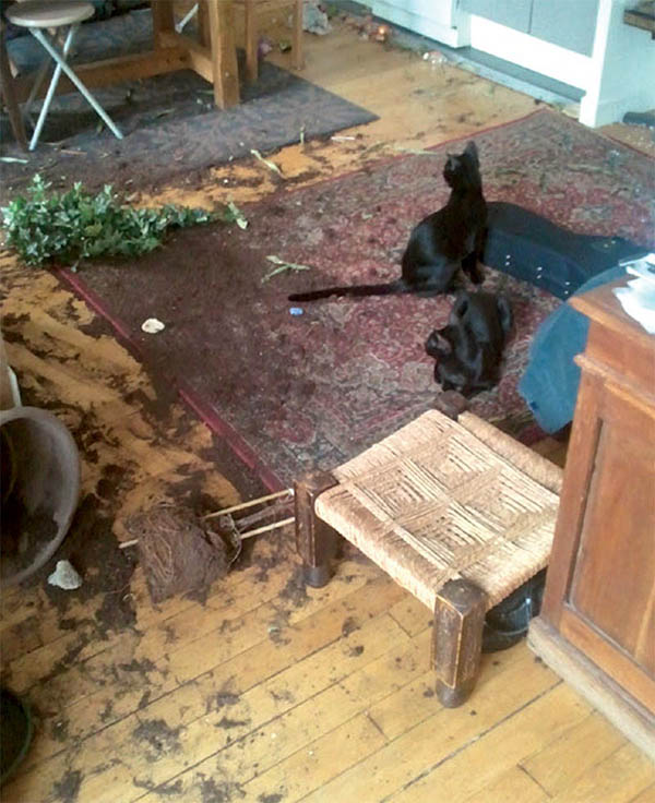 Libon et les chats, une grande histoire d'amour